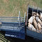 Australian Galvanized Cattle Loading Ramp / Mobile Cattle Loading Ramp Easy Installing